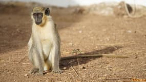 Un singe vert d'Afrique de l'Ouest, le 1er janvier 2018 au Sénégal. (Photo d'illustration)