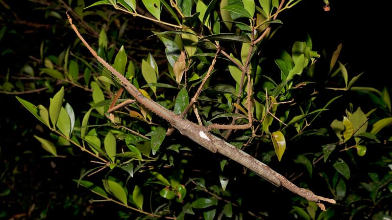 Une nouvelle espèce de phasme, Acrophylla alta. 