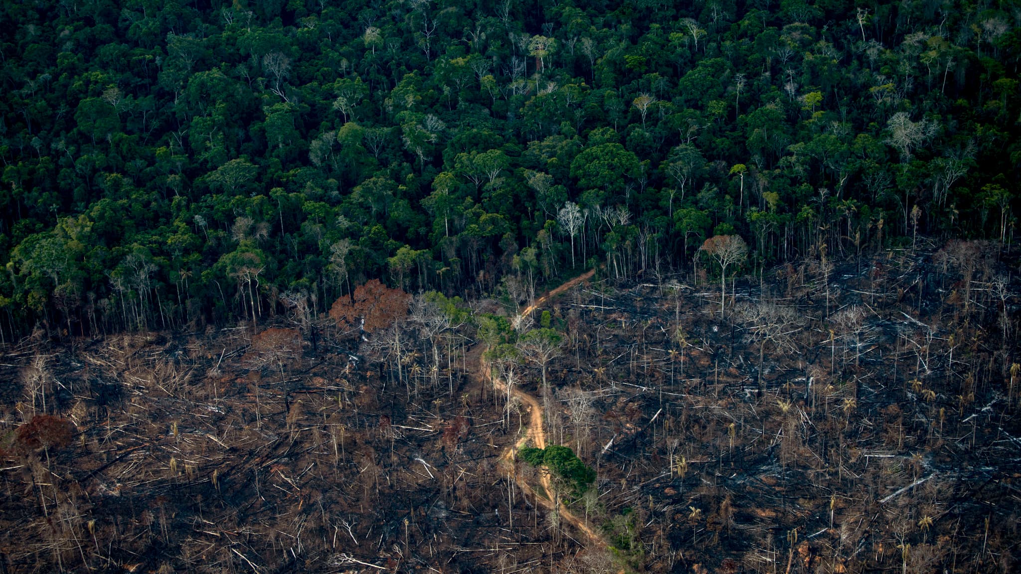 Bresil La Deforestation De L Amazonie A Augmente De 22 En Un An Un Record