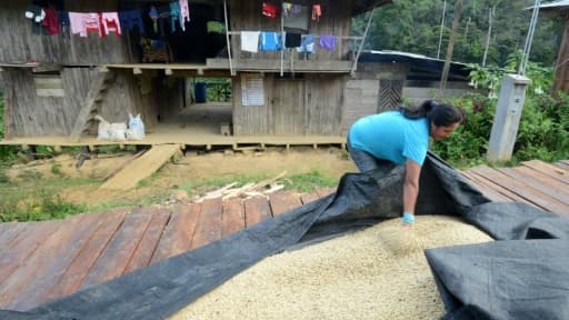 Rosa Vera, la femme de Javier Sedano, producteur de café de Satipo au Pérou, couvre des grains de café pour les protéger de la pluie, le 28 juin 2017 Rosa Vera, la femme de Javier Sedano, producteur de café de Satipo au Pérou, couvre des grains de café pour les protéger de la pluie, le 28 juin 2017