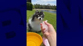 Les chiens sont victimes du Ice bucket challenge.