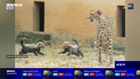 Les images des deux guépards nés au Safari de Peaugres en juillet