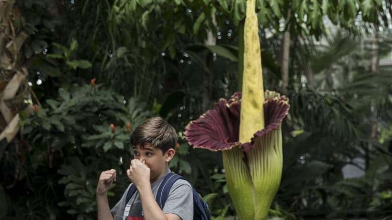 Un garçon se tient le nez à proximité de la "fleur de cadavre" (amorphophallus titanum) au jardin botanique de New York, en 2018.