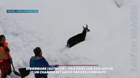 Ils sauvent un chamois pris dans une avalanche en Autriche