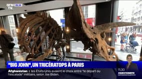 "Big John", le plus grand tricératops connu au monde va être vendu aux enchères