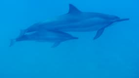Une naissance de dauphin est rare en captivité.