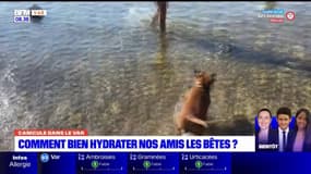 Canicule dans le Var: comment bien hydrater nos amis les bêtes?