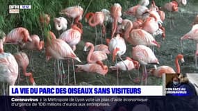 Confinement: au parc des oiseaux de Villars-les-Dombes, les espèces sauvages reprennent possession des lieux