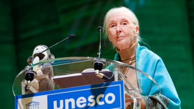 La zoologiste et primatologue britannique Jane Goodall donne une conférence à la Maison de l’UNESCO à Paris, le 19 octobre 2024.