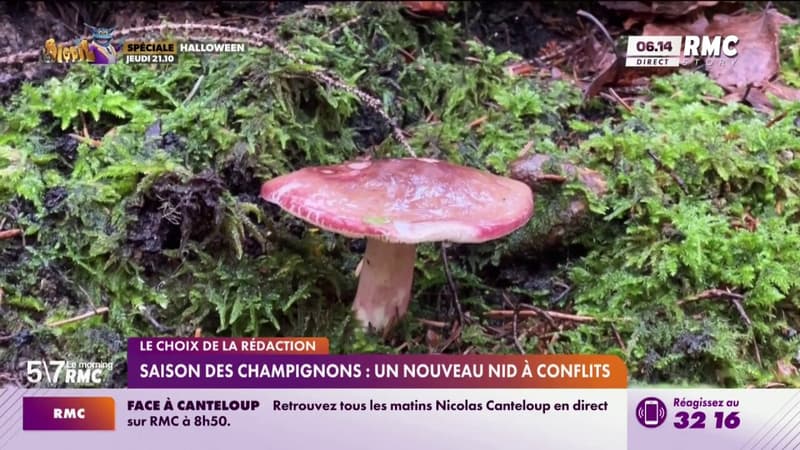 Saison des champignons : un nouveau nid à conflits