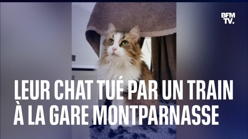 "Ils ont dit que ce n'était qu'un chat": malgré ses appels à l'aide, un TGV écrase son chat