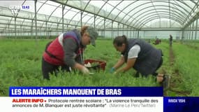 Les maraîchers manquent de bras pour les récoltes