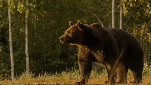L'ours Arthur en 2019