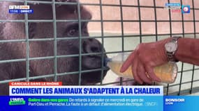 Canicule: comment les animaux du zoo de Saint-Martin-la-Plaine s'adaptent à la chaleur? 