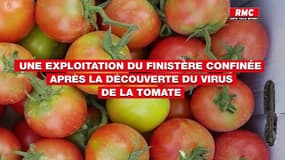 Une exploitation du Finistère confinée après la découverte du virus de la tomate
