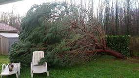 Dégât de la tempête - Témoins BFMTV