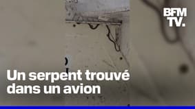 Australie: un serpent trouvé dans un avion retarde un vol de plus de 2 heures