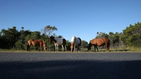 Une bousculade de poneys dans un centre équestre près de Vitré (Ille-et-Vilaine) a fait 17 blessés mardi soir, dont trois enfants en urgence absolue, dont les jours ne sont plus en danger
