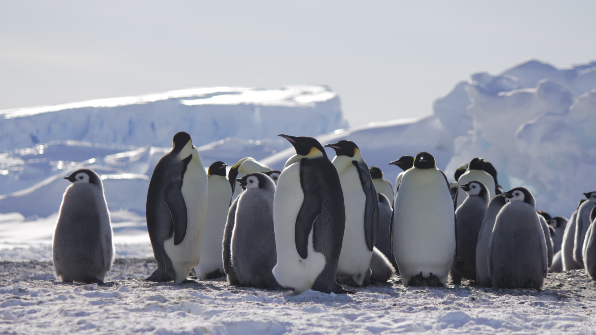 Des manchots empereur et leurs poussins photographiés en 2020 en Antarctique Des manchots empereur et leurs poussins photographiés en 2020 en Antarctique