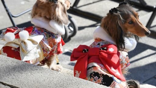 Des chiens en tenue traditionnelle lors d'une cérémonie shintoïste, le 16 janvier 2017 à Tokyo Des chiens en tenue traditionnelle lors d'une cérémonie shintoïste, le 16 janvier 2017 à Tokyo