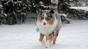 Un chiot berger australien joue avec une balle dans le parc de l'Orangerie, le 30 décembre 2014 à Strasbourg, dans le nord-est de la France. (Photo d'illustration)