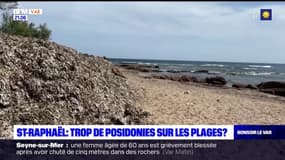 Saint-Raphaël: les fleurs marines envahissent les plages