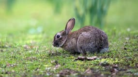 Un lapin de garenne (illustration)