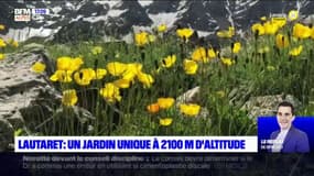Hautes-Alpes: le jardin botanique du Lautaret, un lieu unique à 2100 mètres d'altitude