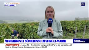 Seine-et-Marne: l'heure des vendanges après un été maussade