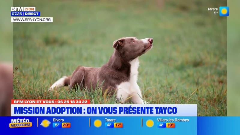 Mission adoption : On vous présente Tayco