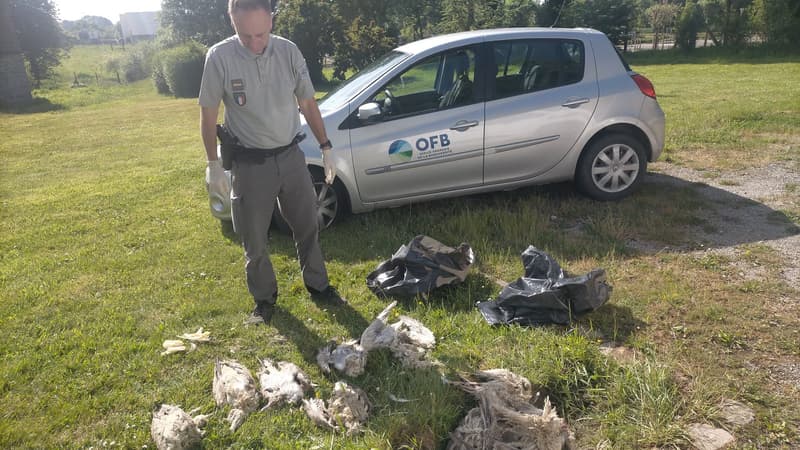Une trentaine de goélands ont été retrouvés morts dans la région de Boulogne-sur-Mer en début de semaine.