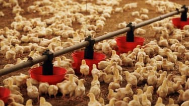 Après la liquidation de son pôle frais, Doux va devoir encore supprimer des postes