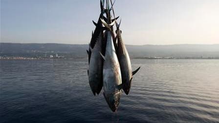 La commissaire européenne à la Pêche, Maria Damanaki, annonce que la pêche au thon rouge sera interdite en Méditerranée et dans l'Atlantique Est à compter de ce mercredi minuit. L'interdiction durera toute la saison de pêche actuelle. /Photo d'archives/RE