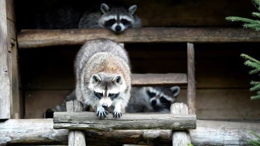 Des ratons laveurs au zoo d'Amneville en France le 17 août 2017 (photo d'illustration)