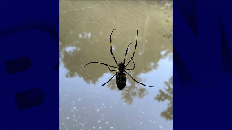 Des araignées volantes et venimeuses se dirigent en direction du nord des États-Unis