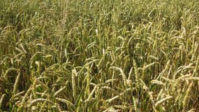 Un champs de blé près de Péronne, en Picardie.