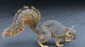 Il donnait de la drogue à son écureuil... pour en faire un animal d'attaque