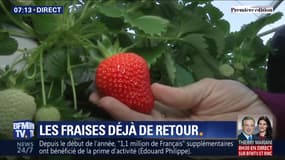 Les fraises déjà de retour