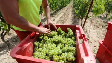 Un homme récolte du petit raisin de muscat lors de vendanges précoces au vignoble de Champ des Soeurs à Fitou le 28 juillet 2020