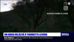 Trouvé à l'aéroport de Nice, un hibou a été relâché à Tourrette-Levens