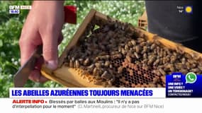 Var: les abeilles azuréennes toujours menacées