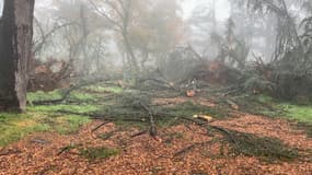 Des arbres arrachés par les vents de la tempête Bert au parc de Parilly, le 26 novembre 2024.
