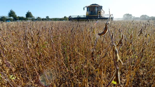 Certaines légumineuses se font petit à petit une place dans le paysage français, comme le soja,
