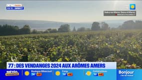Seine-et-Marne: des vendanges 2024 aux arômes amers