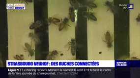 Strasbourg Neuhof: des ruches connectées