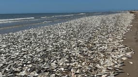 Les centaines de milliers de poissons retrouvés échoués sur la plage de Quintana au Texas.