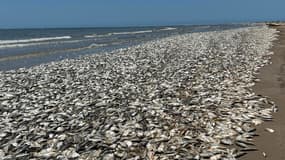 Les centaines de milliers de poissons retrouvés échoués sur la plage de Quintana au Texas.