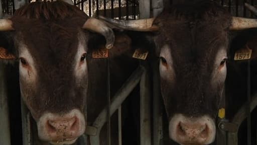 A chaque étape de la filière, la viande est traçée. Ici des bêtes étiquetées.