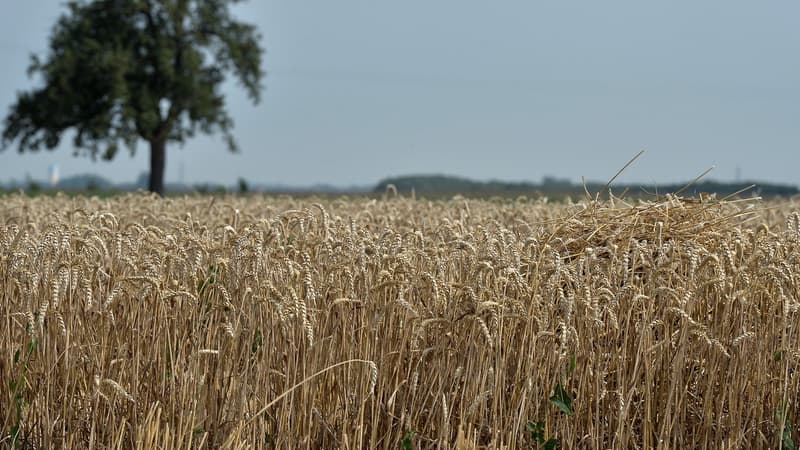 En France, les Safer, sociétés chargées de veiller à l'aménagement rural et foncier, disposent d'un droit de préemption lors de la cession d'une exploitation, afin de défendre et protéger l'agriculture familiale.
