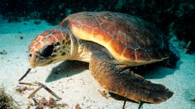 Une tortue caouanne photographiée au large de la Corse. (photo d'illustration)